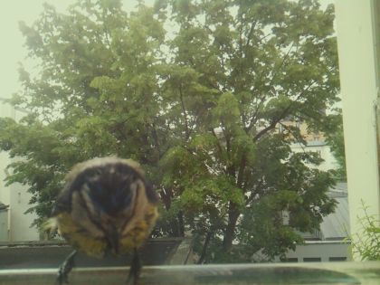 bird_20260519_085734_904_burst5_motion2559_conf0.27_bestpottedplant_spcyanistes_caeruleus_spconf1.00.jpg