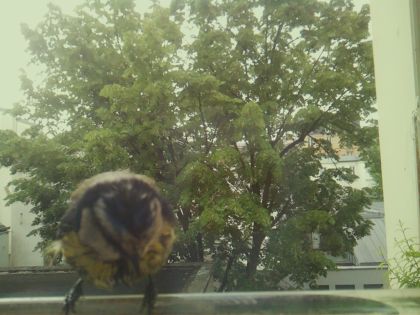 bird_20260519_085741_042_burst6_motion2559_conf0.54_bestperson_spcyanistes_caeruleus_spconf1.00.jpg