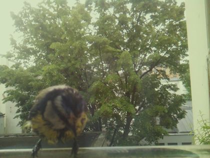 bird_20260519_085747_193_burst7_motion2559_conf0.62_bestperson_spcyanistes_caeruleus_spconf1.00.jpg