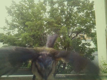bird_20260519_085802_192_burst1_motion4699_conf0.38_bestcat_spsitta_europaea_spconf0.18.jpg