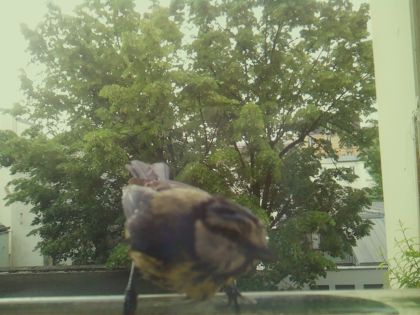 bird_20260519_085808_321_burst2_motion4699_conf0.71_bestcat_spcyanistes_caeruleus_spconf1.00.jpg