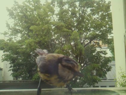 bird_20260519_085814_617_burst3_motion4699_conf0.73_bestdog_spcyanistes_caeruleus_spconf1.00.jpg