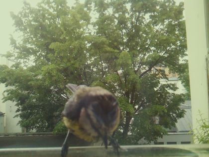 bird_20260519_085820_906_burst4_motion4699_conf0.80_bestbird_spcyanistes_caeruleus_spconf1.00.jpg
