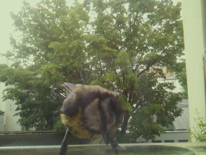 bird_20260519_085827_164_burst5_motion4699_conf1.00_bestcat_spcyanistes_caeruleus_spconf1.00.jpg