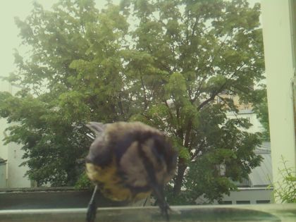 bird_20260519_085833_365_burst6_motion4699_conf1.00_bestcat_spcyanistes_caeruleus_spconf1.00.jpg