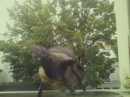 bird_20260519_085839_649_burst7_motion4699_conf1.00_bestdog_spcyanistes_caeruleus_spconf1.00.jpg