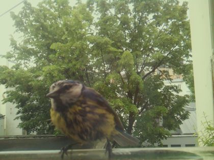 bird_20260519_090248_140_burst1_motion7801_conf1.00_bestbird_spcyanistes_caeruleus_spconf1.00.jpg