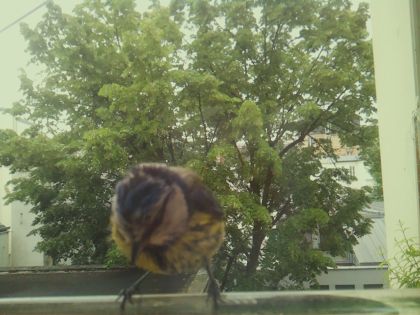 bird_20260519_090253_973_burst2_motion7801_conf0.48_bestbird_spcyanistes_caeruleus_spconf1.00.jpg