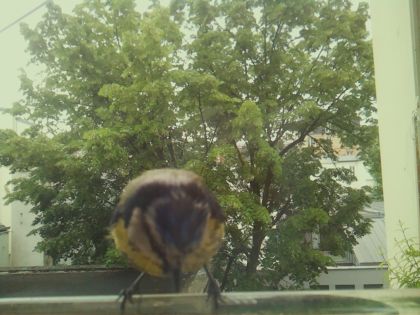 bird_20260519_090259_848_burst3_motion7801_conf0.50_bestbird_spcyanistes_caeruleus_spconf1.00.jpg