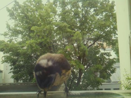 bird_20260519_090305_887_burst4_motion7801_conf0.98_bestbird_spgarrulus_glandarius_spconf0.47.jpg