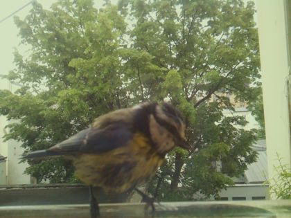 bird_20260519_090324_416_burst7_motion7801_conf0.82_bestdog_spturdus_merula_spconf0.27.jpg