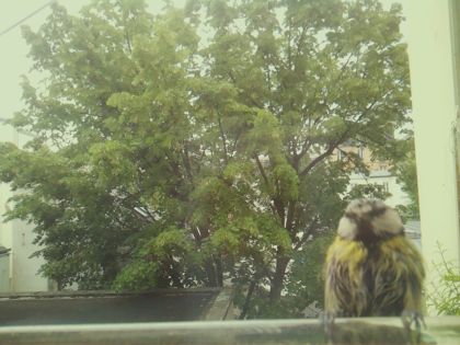 bird_20260519_090549_003_burst0_motion15233_conf0.91_bestperson_spcyanistes_caeruleus_spconf1.00.jpg