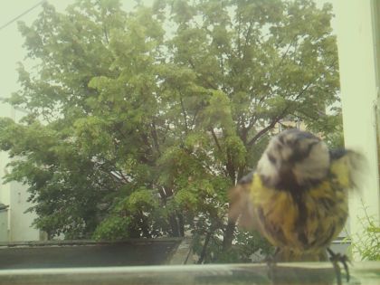 bird_20260519_090554_520_burst1_motion15233_conf0.32_bestcat_sperithacus_rubecula_spconf0.17.jpg