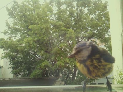 bird_20260519_090600_400_burst2_motion15233_conf0.96_bestcat_spcyanistes_caeruleus_spconf0.28.jpg