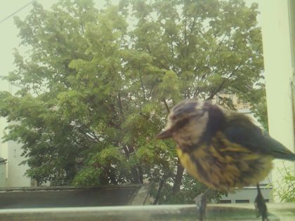 bird_20260519_090606_319_burst3_motion15233_conf0.53_bestcat_spspinus_spinus_spconf0.14.jpg