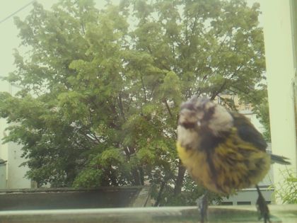 bird_20260519_090612_331_burst4_motion15233_conf0.42_bestbird_spspinus_spinus_spconf0.33.jpg