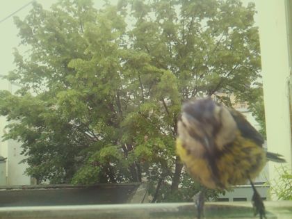 bird_20260519_090618_442_burst5_motion15233_conf0.74_bestbird_spcyanistes_caeruleus_spconf1.00.jpg