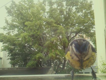 bird_20260519_090624_604_burst6_motion15233_conf0.86_bestbird_spcyanistes_caeruleus_spconf1.00.jpg