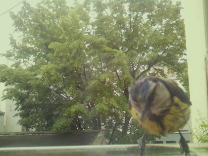 bird_20260519_090630_863_burst7_motion15233_conf0.92_bestbird_spspinus_spinus_spconf0.27.jpg