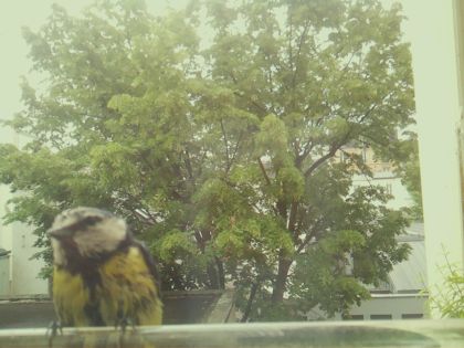 bird_20260519_090911_430_burst0_motion10200_conf0.71_bestcat_spdendrocopos_major_spconf0.41.jpg