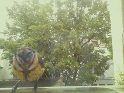 bird_20260519_090922_877_burst2_motion10200_conf0.78_bestbird_spcyanistes_caeruleus_spconf1.00.jpg