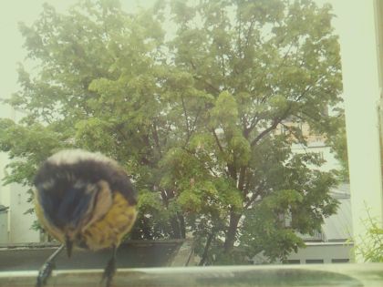 bird_20260519_090928_820_burst3_motion10200_conf0.96_bestbird_spturdus_merula_spconf0.14.jpg