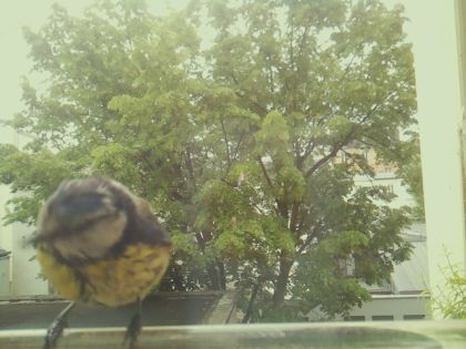 bird_20260519_090934_876_burst4_motion10200_conf0.63_bestbird_spturdus_merula_spconf0.18.jpg