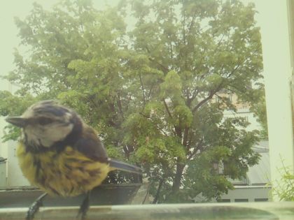 bird_20260519_090941_028_burst5_motion10200_conf1.00_bestbird_spcyanistes_caeruleus_spconf0.34.jpg