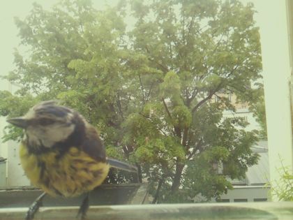bird_20260519_090947_213_burst6_motion10200_conf0.98_bestbird_spcyanistes_caeruleus_spconf0.33.jpg