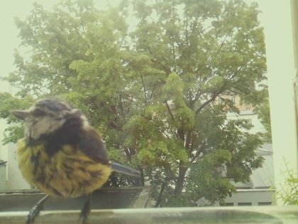 bird_20260519_090953_402_burst7_motion10200_conf0.65_bestbird_spcyanistes_caeruleus_spconf0.31.jpg