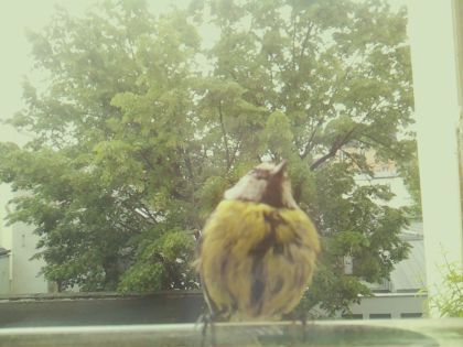 bird_20260519_092313_734_burst1_motion5224_conf0.99_bestbird_sppica_pica_spconf0.17.jpg