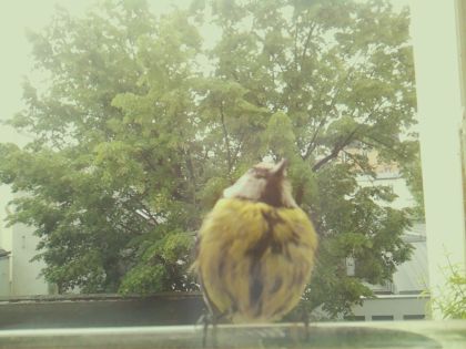 bird_20260519_092319_709_burst2_motion5224_conf0.90_bestbird_sppica_pica_spconf0.16.jpg