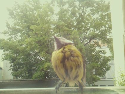 bird_20260519_092325_751_burst3_motion5224_conf0.87_bestbird_sppica_pica_spconf0.13.jpg