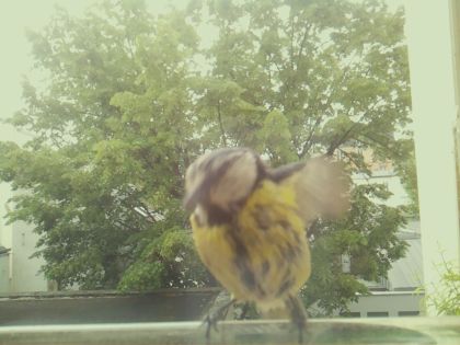 bird_20260519_092331_828_burst4_motion5224_conf0.99_bestbird_spcyanistes_caeruleus_spconf1.00.jpg
