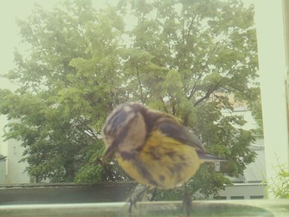 bird_20260519_092337_878_burst5_motion5224_conf1.00_bestbird_spspinus_spinus_spconf0.12.jpg