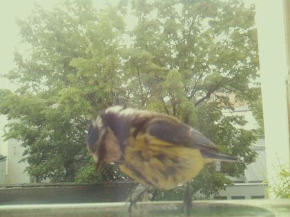 bird_20260519_092344_061_burst6_motion5224_conf1.00_bestbird_spcerthia_brachydactyla_spconf0.20.jpg