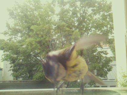 bird_20260519_092350_409_burst7_motion5224_conf1.00_bestcat_spspinus_spinus_spconf0.20.jpg