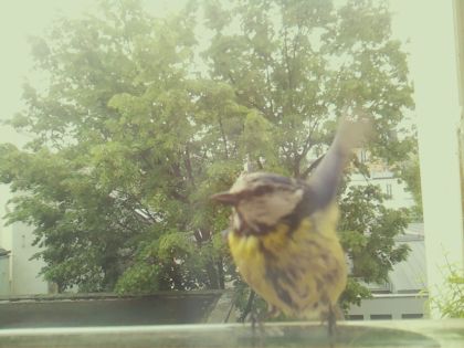 bird_20260519_092414_550_burst1_motion4004_conf0.80_bestdog_spturdus_philomelos_spconf0.34.jpg