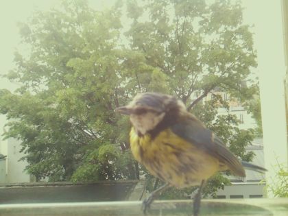 bird_20260519_092420_633_burst2_motion4004_conf1.00_bestbird_spcyanistes_caeruleus_spconf1.00.jpg