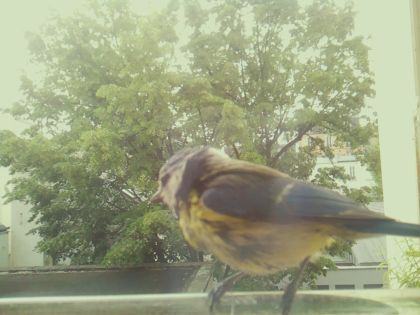bird_20260519_092426_801_burst3_motion4004_conf1.00_bestbird_spcyanistes_caeruleus_spconf1.00.jpg