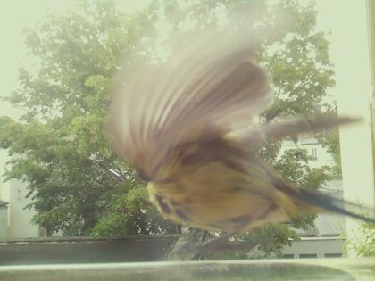 bird_20260519_092433_054_burst4_motion4004_conf0.66_bestbird_spturdus_philomelos_spconf0.39.jpg