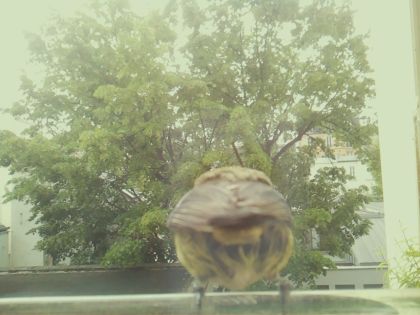bird_20260519_092445_817_burst6_motion4004_conf0.64_bestbird_spturdus_philomelos_spconf0.41.jpg