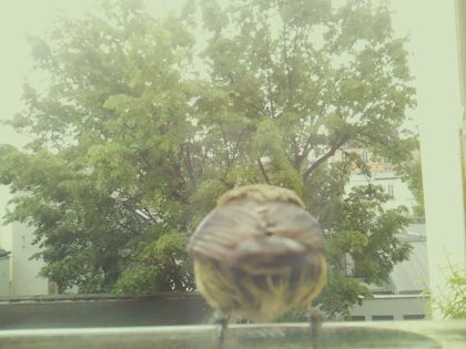 bird_20260519_092452_099_burst7_motion4004_conf0.94_bestbird_spturdus_philomelos_spconf0.44.jpg