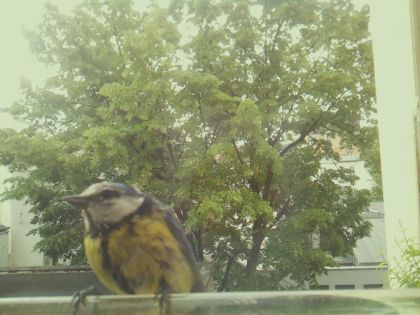 bird_20260519_093011_166_burst0_motion8101_conf1.00_bestbird_spcyanistes_caeruleus_spconf0.32.jpg