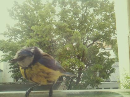bird_20260519_093016_900_burst1_motion8101_conf1.00_bestbird_spdendrocopos_major_spconf0.18.jpg