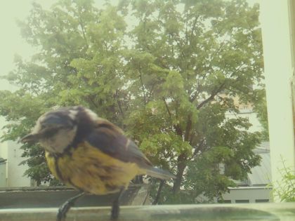 bird_20260519_093022_957_burst2_motion8101_conf1.00_bestbird_spdendrocopos_major_spconf0.13.jpg