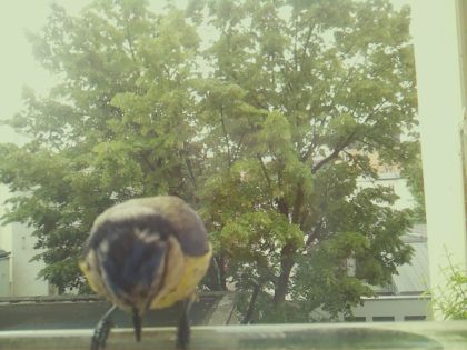 bird_20260519_093029_170_burst3_motion8101_conf0.87_bestbird_spphoenicurus_ochruros_spconf0.17.jpg