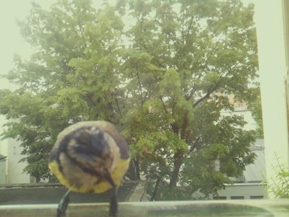 bird_20260519_093041_682_burst5_motion8101_conf0.40_bestbird_spcyanistes_caeruleus_spconf1.00.jpg