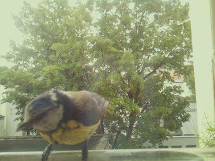 bird_20260519_093054_938_burst7_motion8101_conf0.83_bestbird_spdendrocopos_major_spconf0.22.jpg