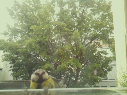 bird_20260519_093107_970_burst0_motion6239_conf0.90_bestperson_spcyanistes_caeruleus_spconf1.00.jpg